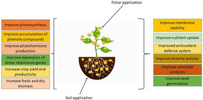 Exploring the nano-wonders: unveiling the role of Nanoparticles in enhancing salinity and drought tolerance in plants